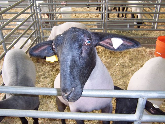 Orange County Fair